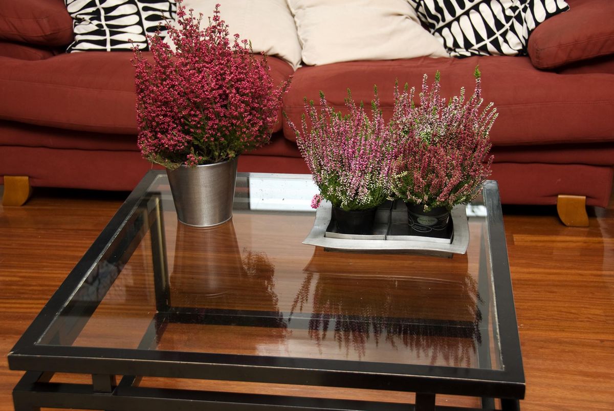 deco 076 plantas pequenas centros mesa brezo