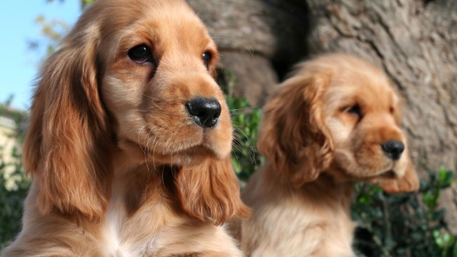 cocker spaniel 1 cocker spaniel 1