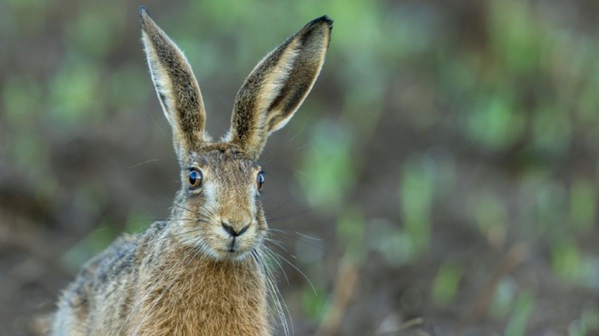 animales que empiezan por l 2