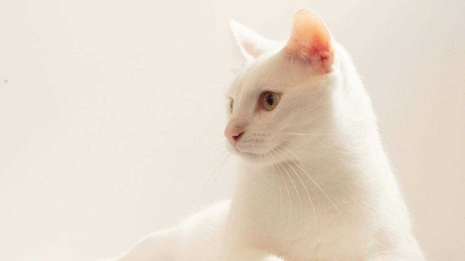 Gato blanco con ojos verdes. Gato blanco con ojos verdes.
