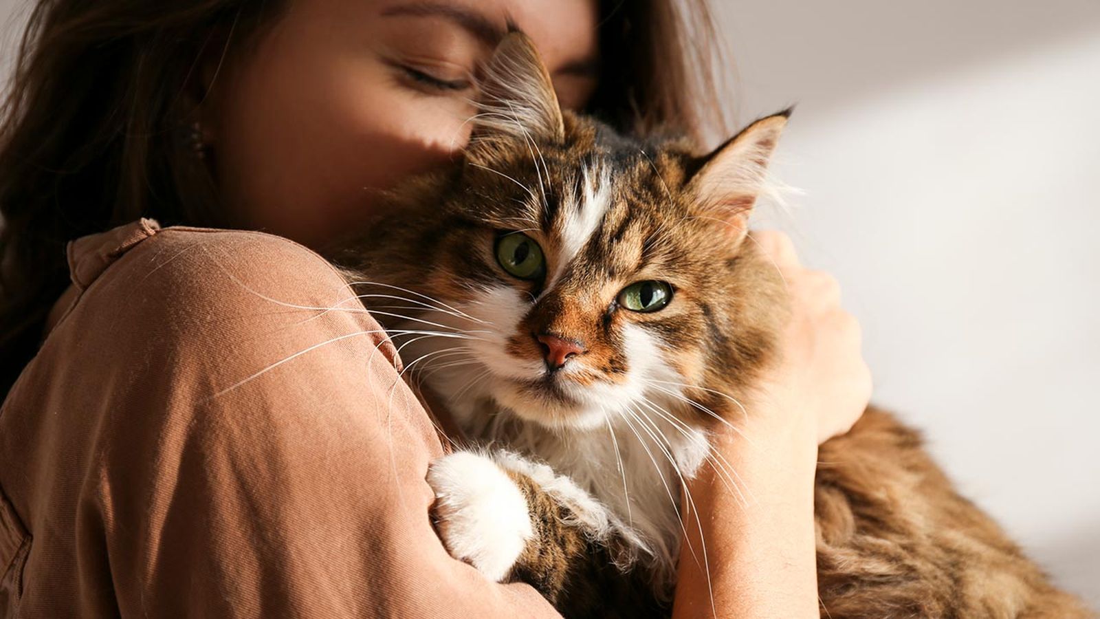 sida felino 4