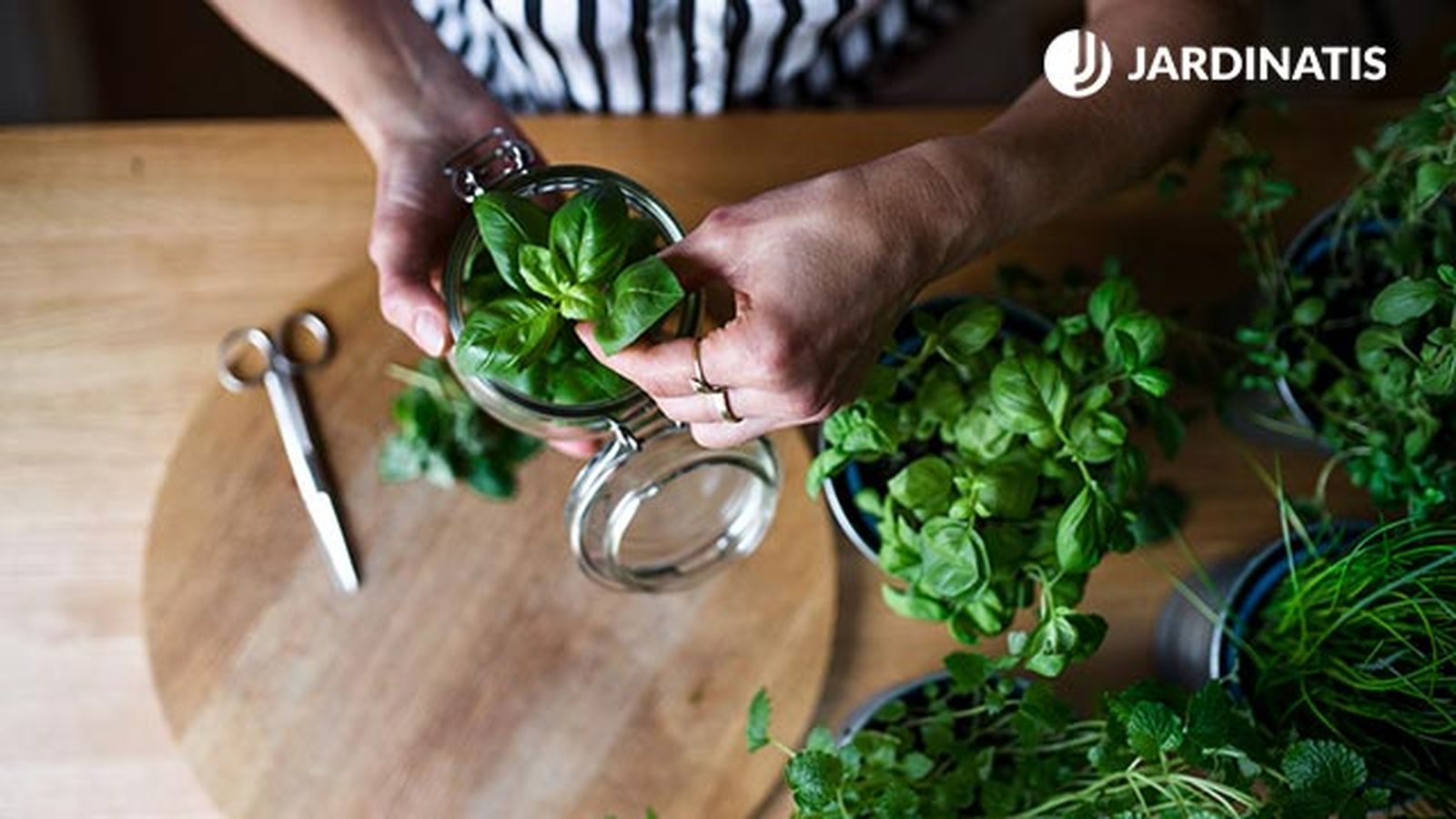 aromaticas para tener en la cocina