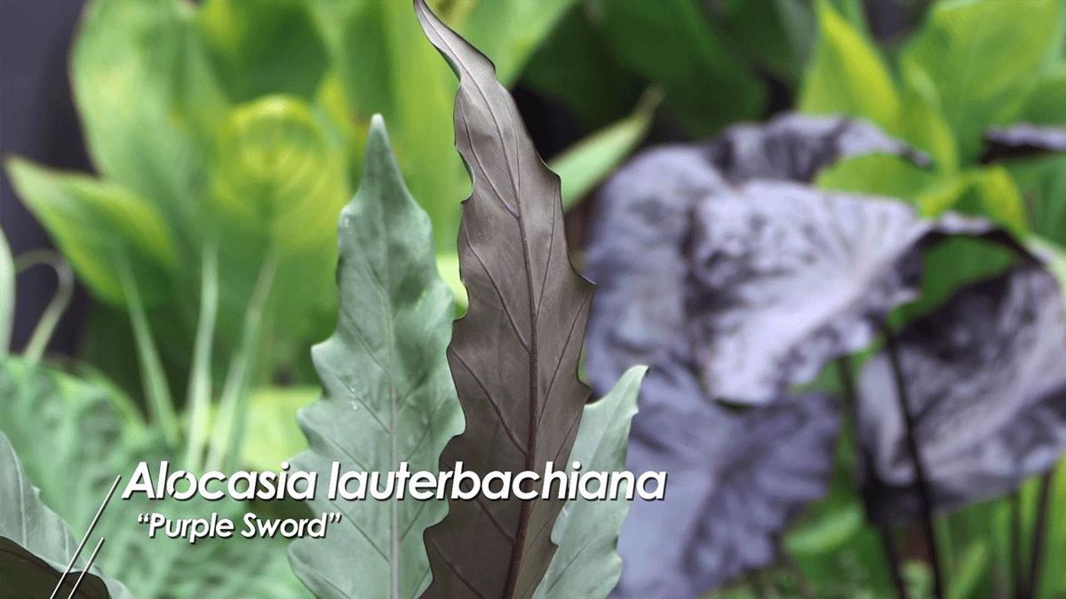brico 1008 alocasias lauterbachiana purple sword