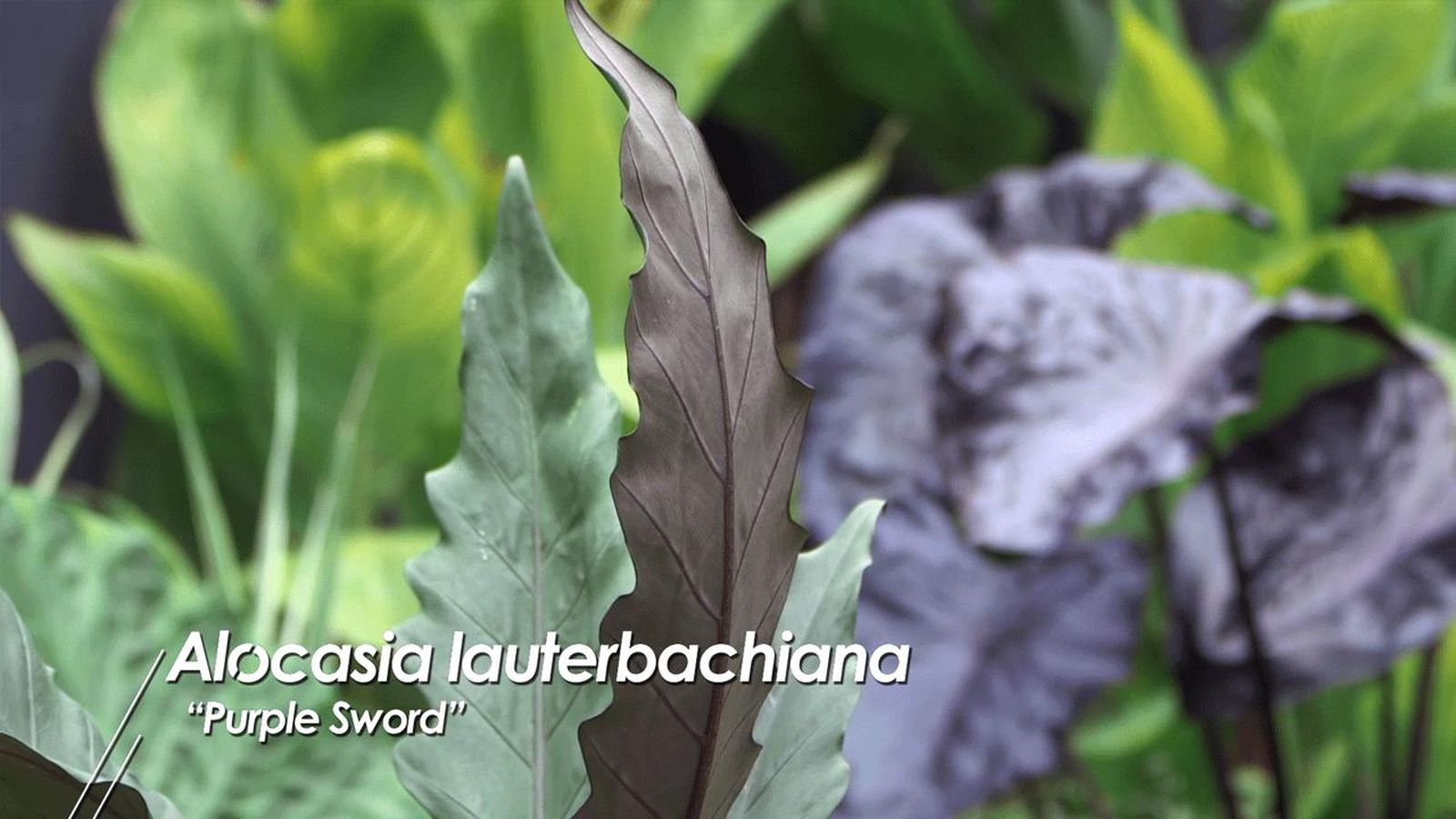 brico 1008 alocasias lauterbachiana purple sword brico 1008 alocasias lauterbachiana purple sword
