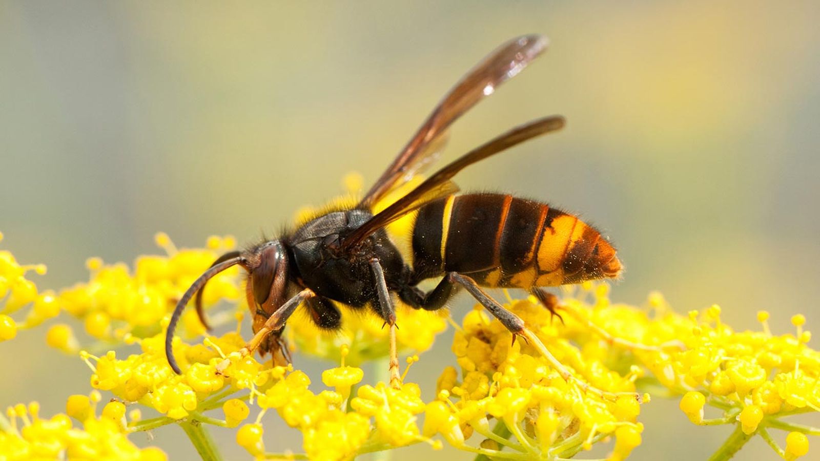 avispa asiatica 3 avispa asiatica 3