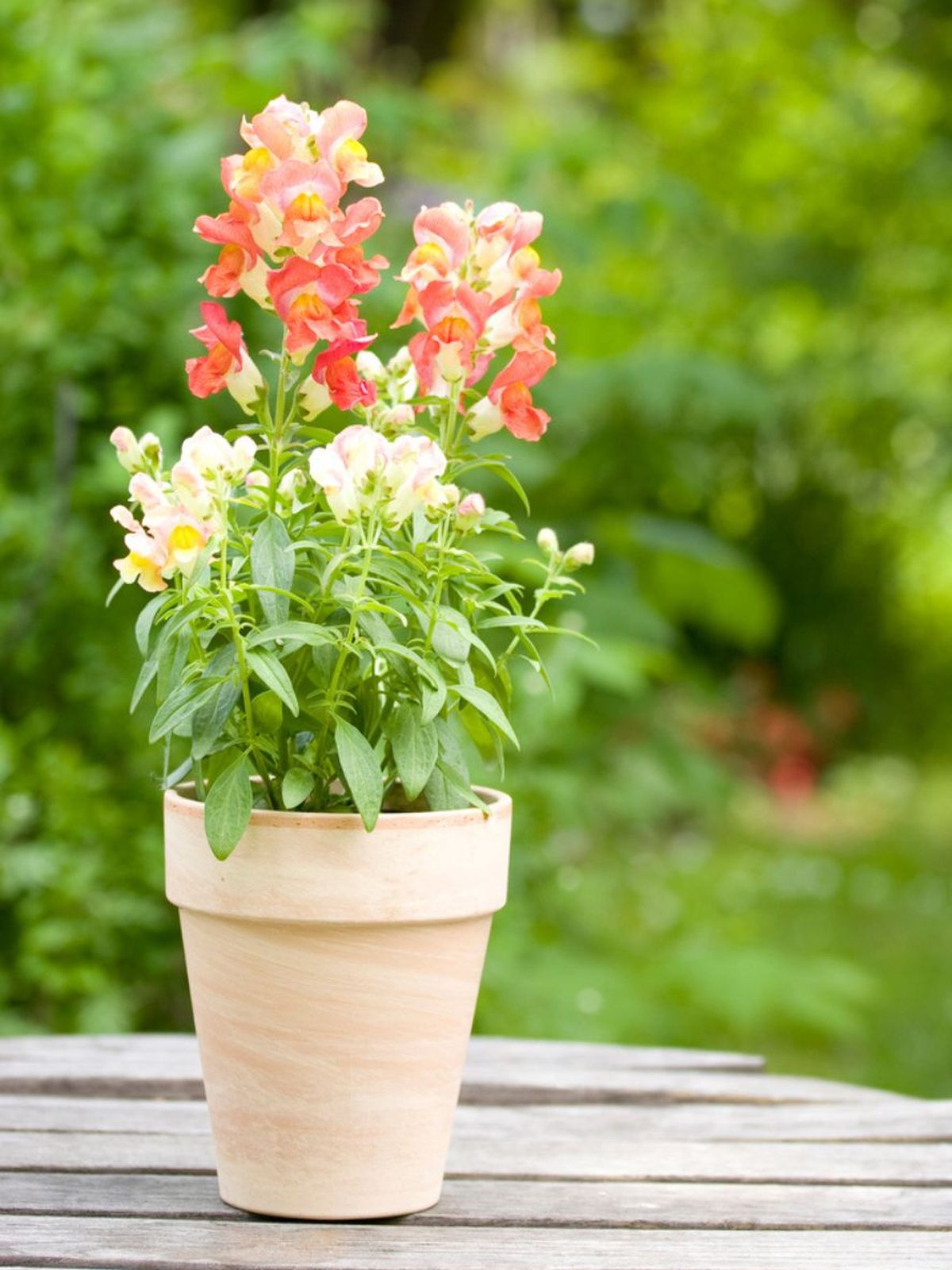 boca de dragon en tiesto