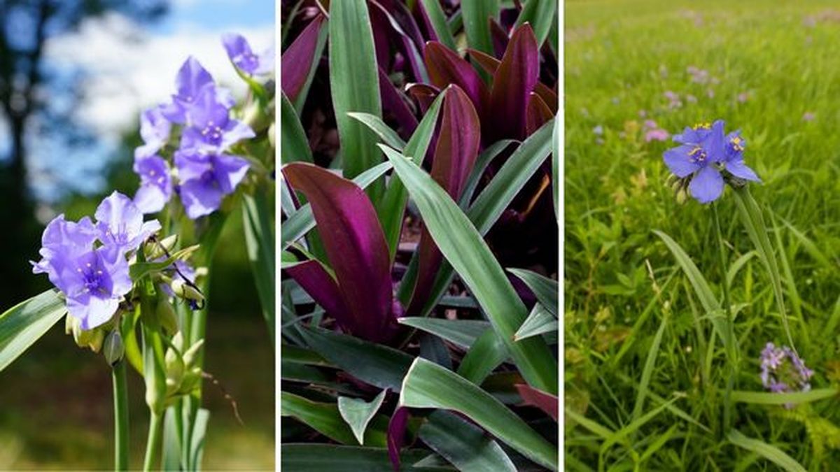 Tradescantia occidentalis tradescantia spathacea tradescantia occidentalis