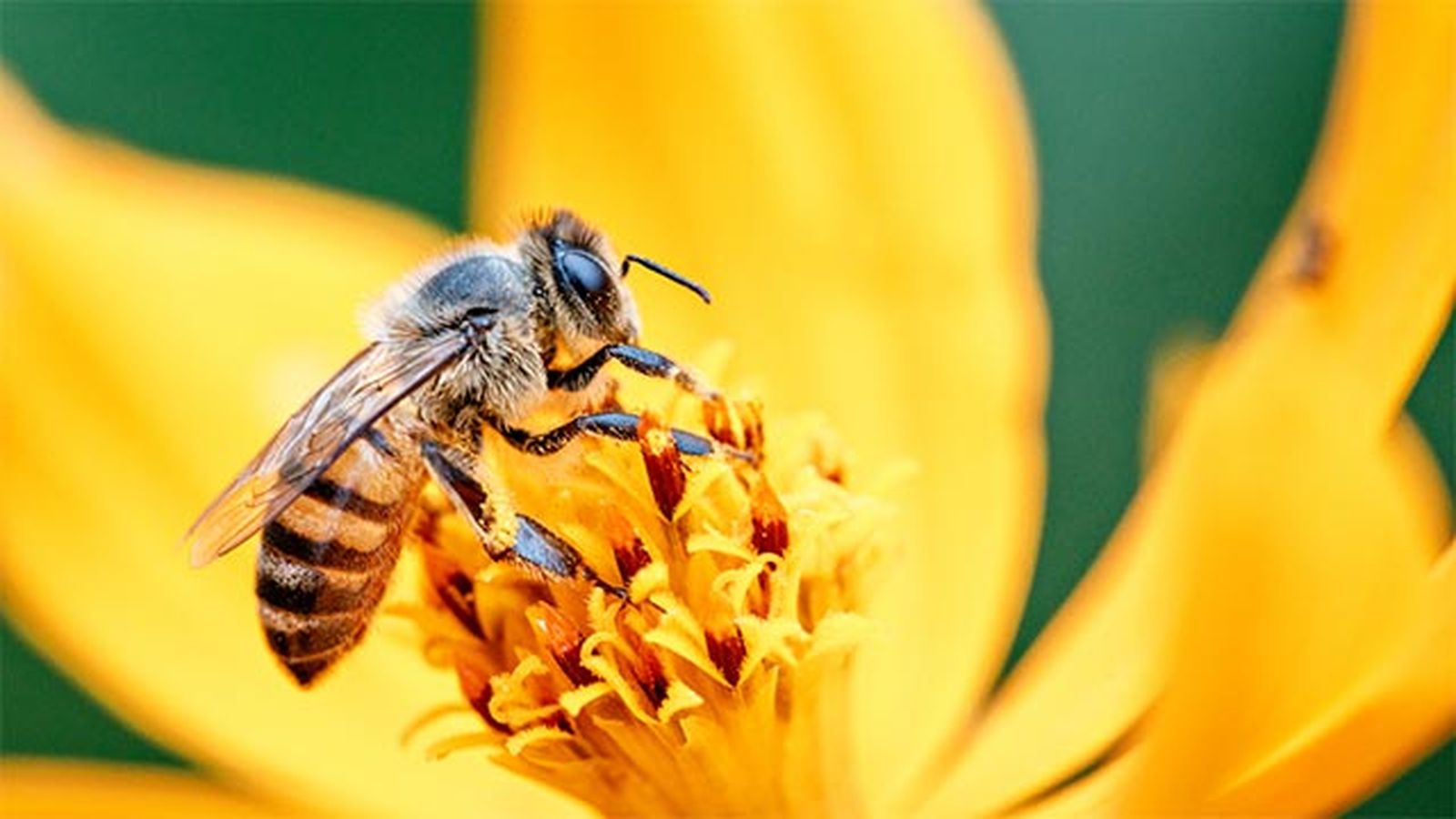 abeja abeja