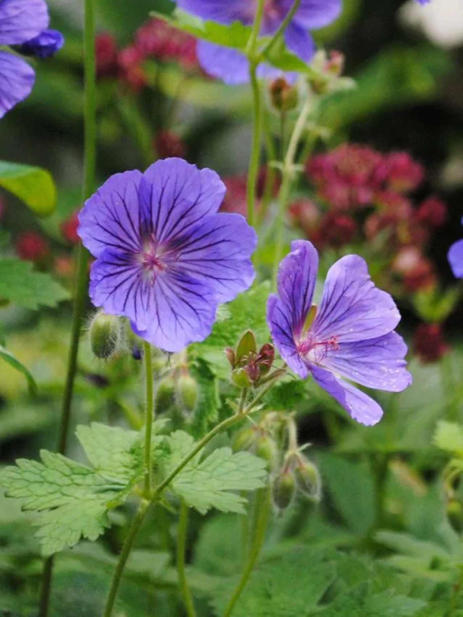 Geranium × johnsonii 'Johnson’s Blue'