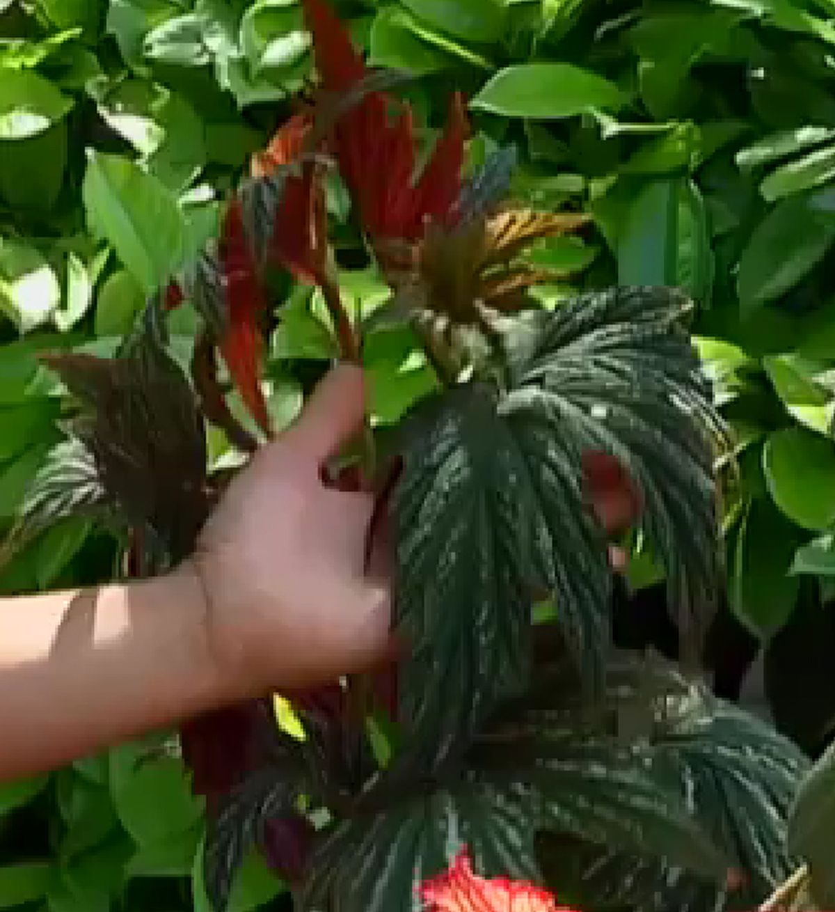 Begonia palmeada punteada o begonia híbrido
