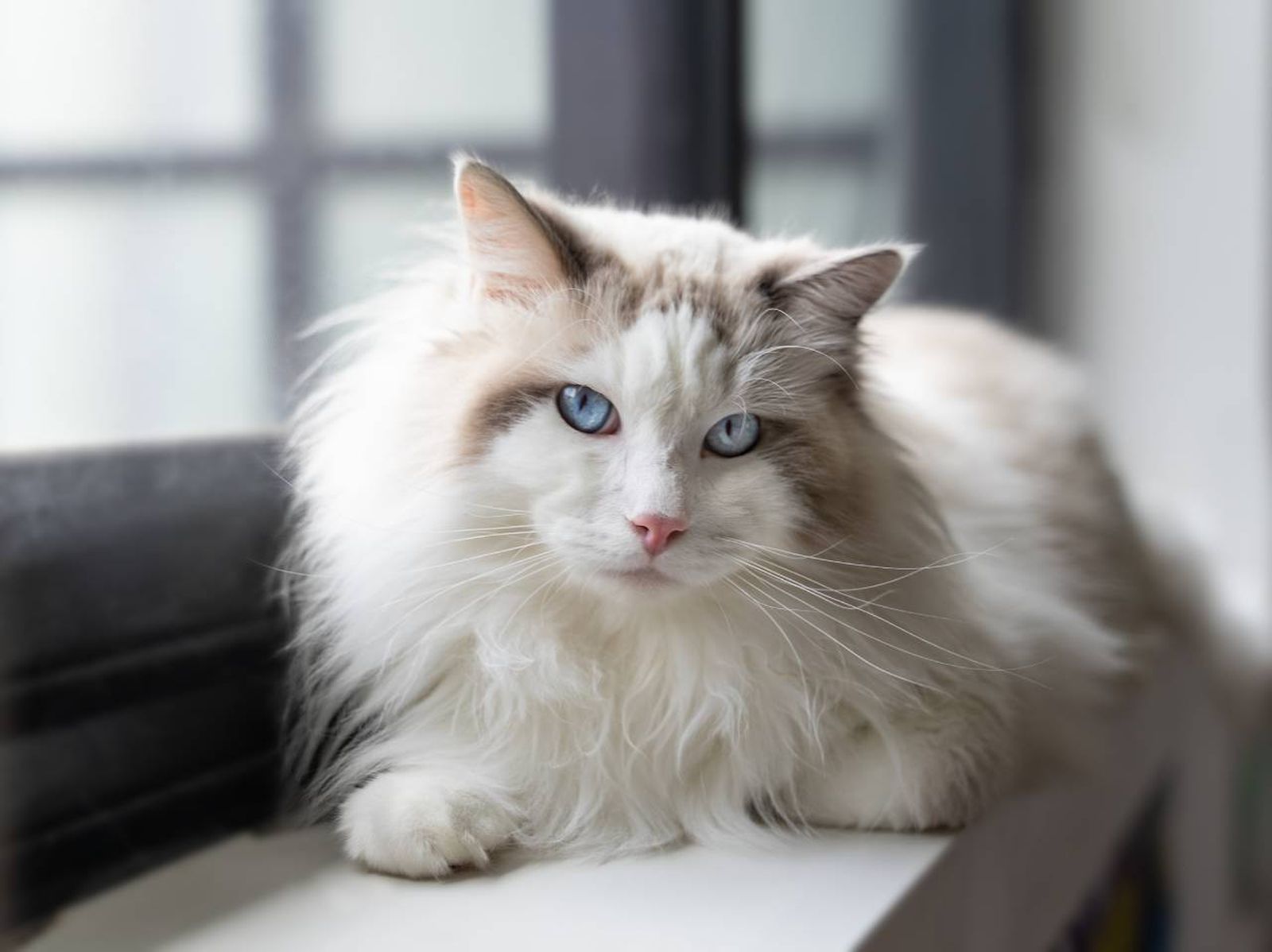 Se le conoce con el nombre de ragdoll o muñeco de trapo en inglés, por su peculiar comportamiento. Se le conoce con el nombre de ragdoll o muñeco de trapo en inglés, por su peculiar comportamiento.