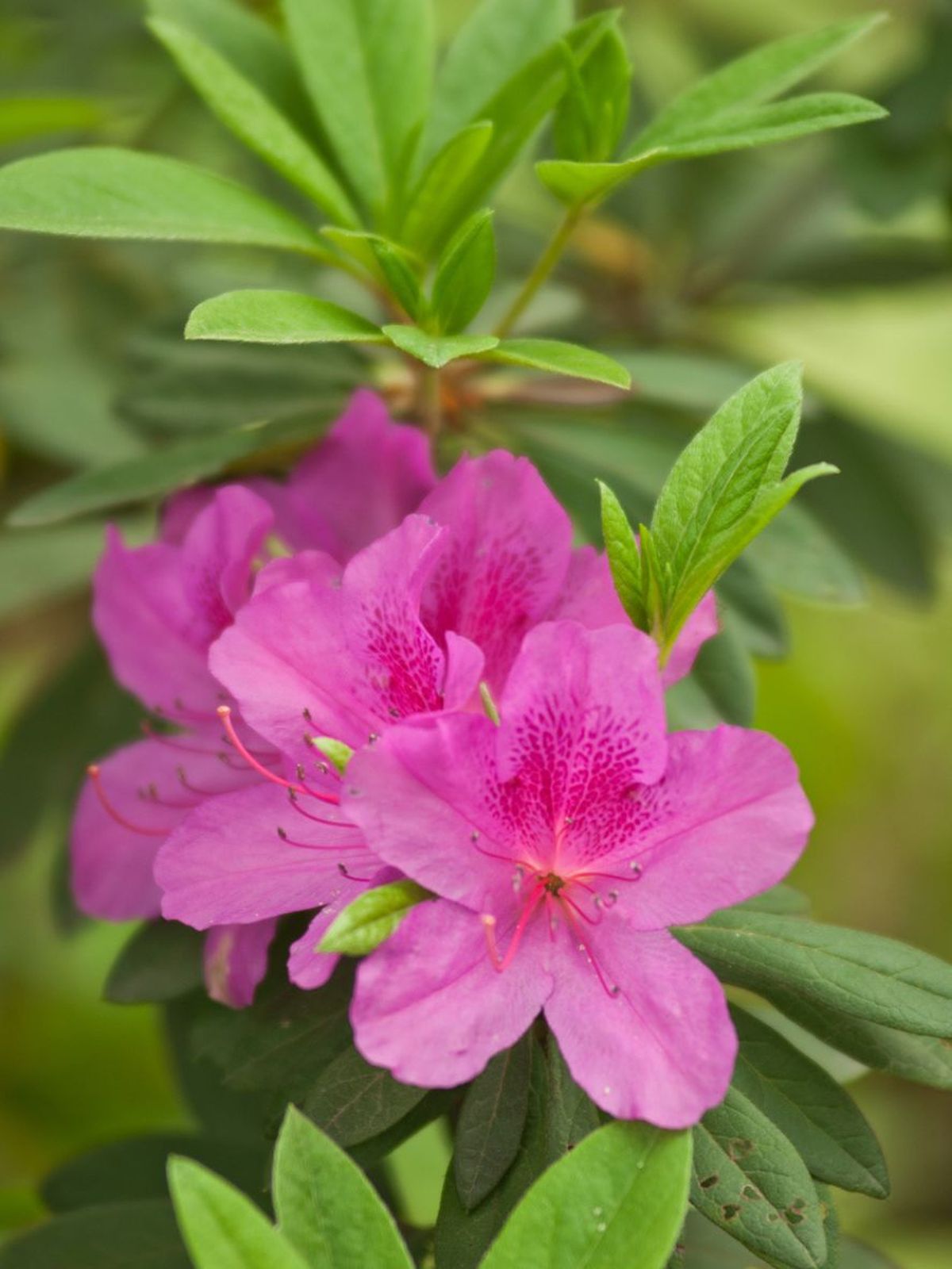 Rhododendron Simsii