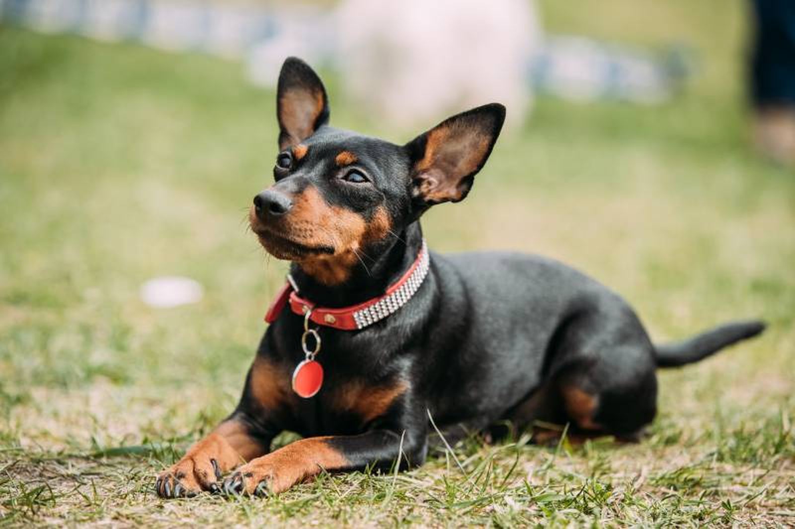 Un perro que deja de lado el complejo que pudiese tener por su tamaño, actuando con valentía y descaro Un perro que deja de lado el complejo que pudiese tener por su tamaño, actuando con valentía y descaro