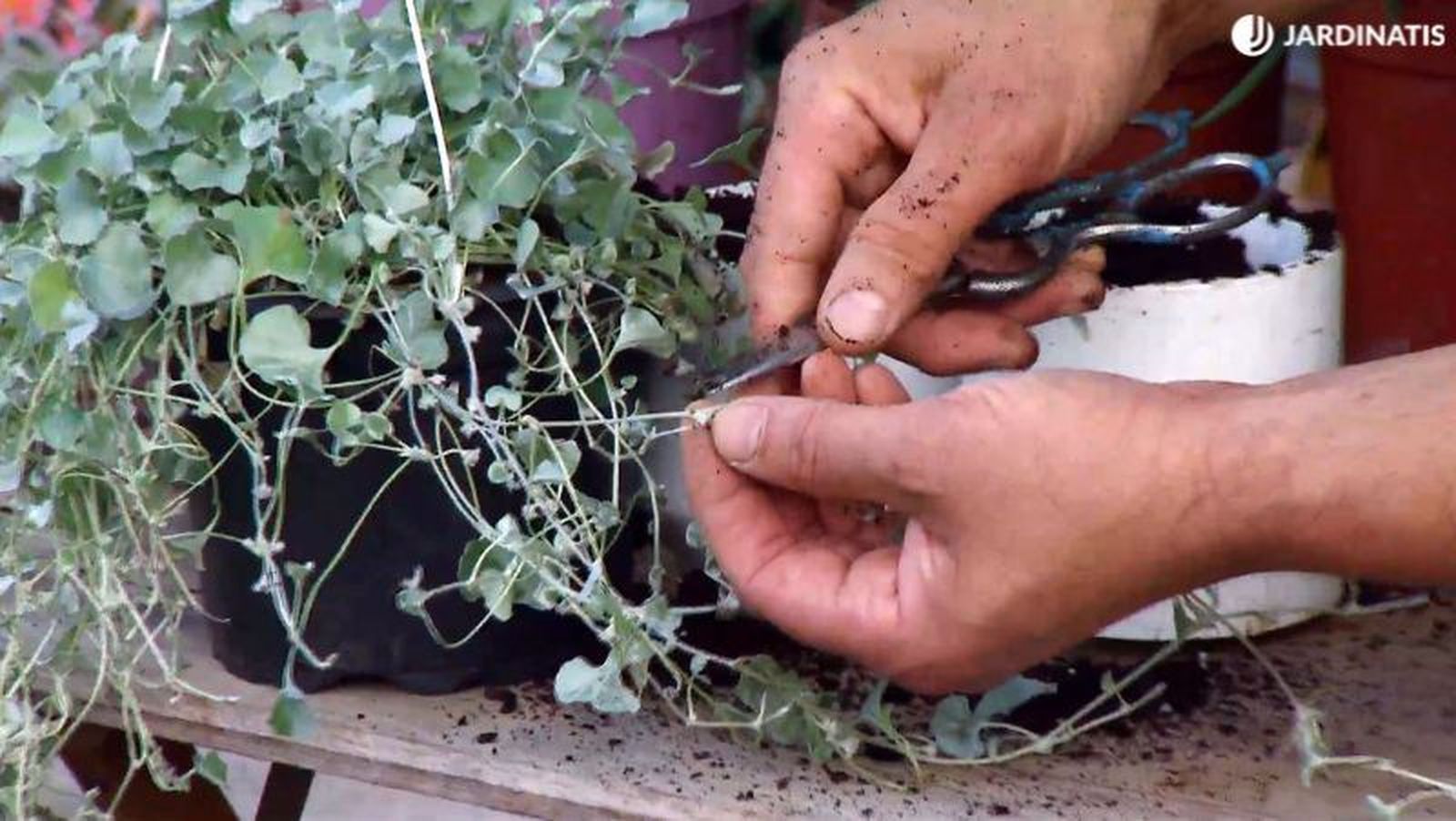 Cortar tallos de la dichondra Cortar tallos de la dichondra