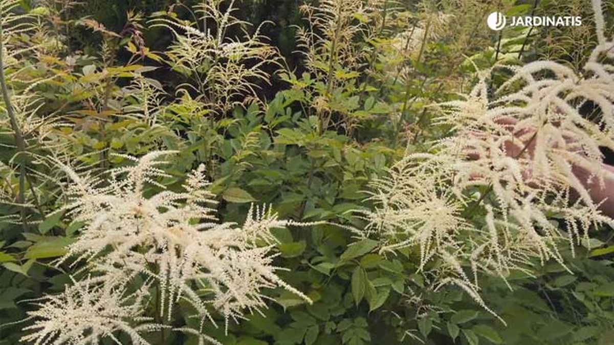 aruncus dioicus en el jardin lurgarden