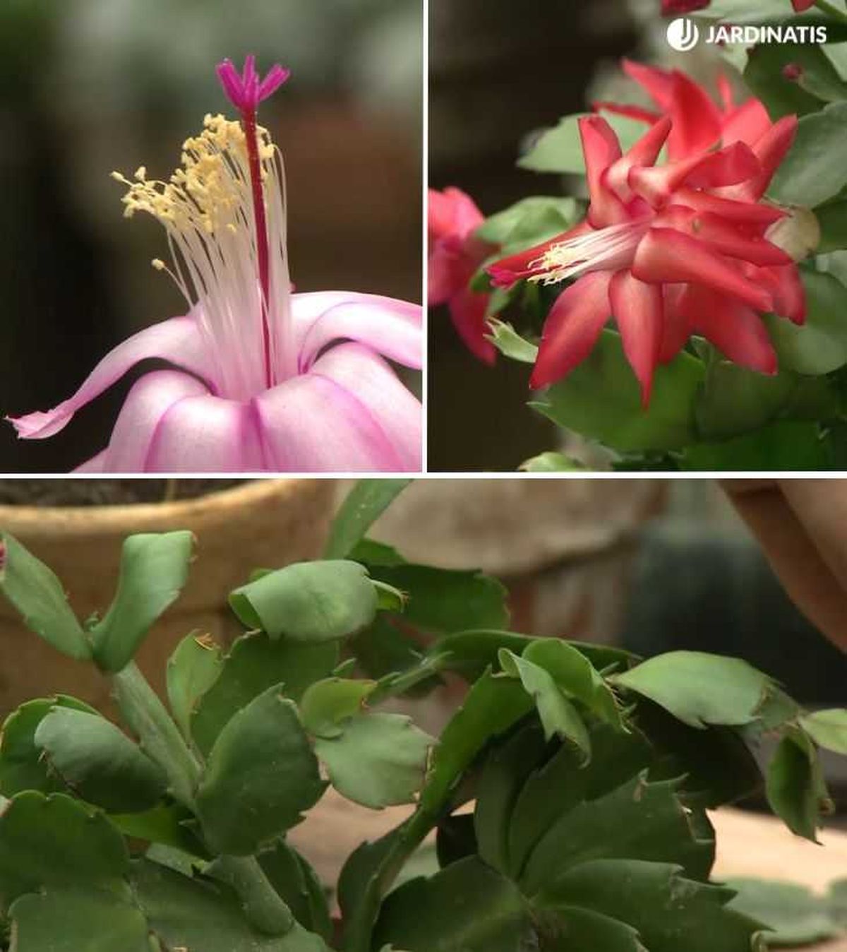 Flores y hojas del cactus de Navidad