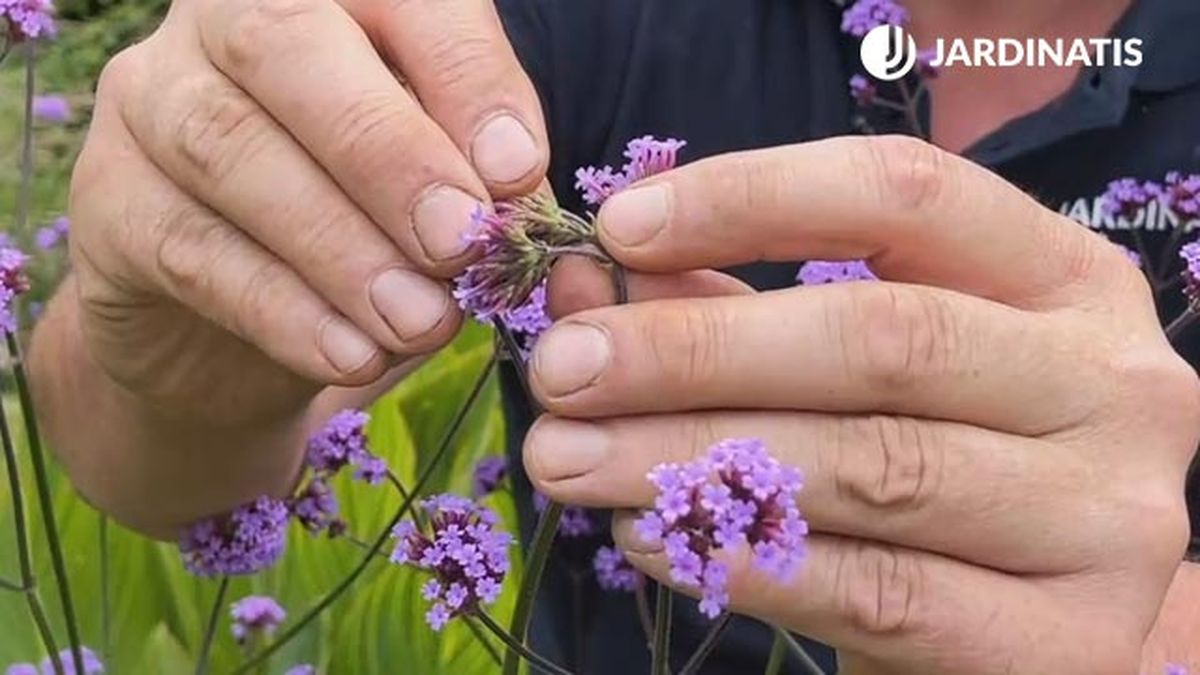 Verbena bonariensis