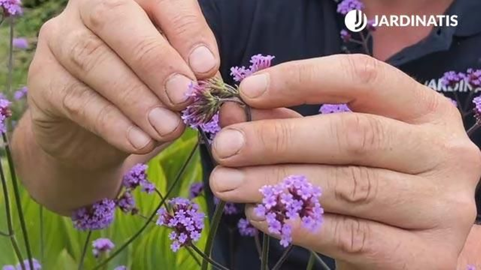 Verbena bonariensis Verbena bonariensis