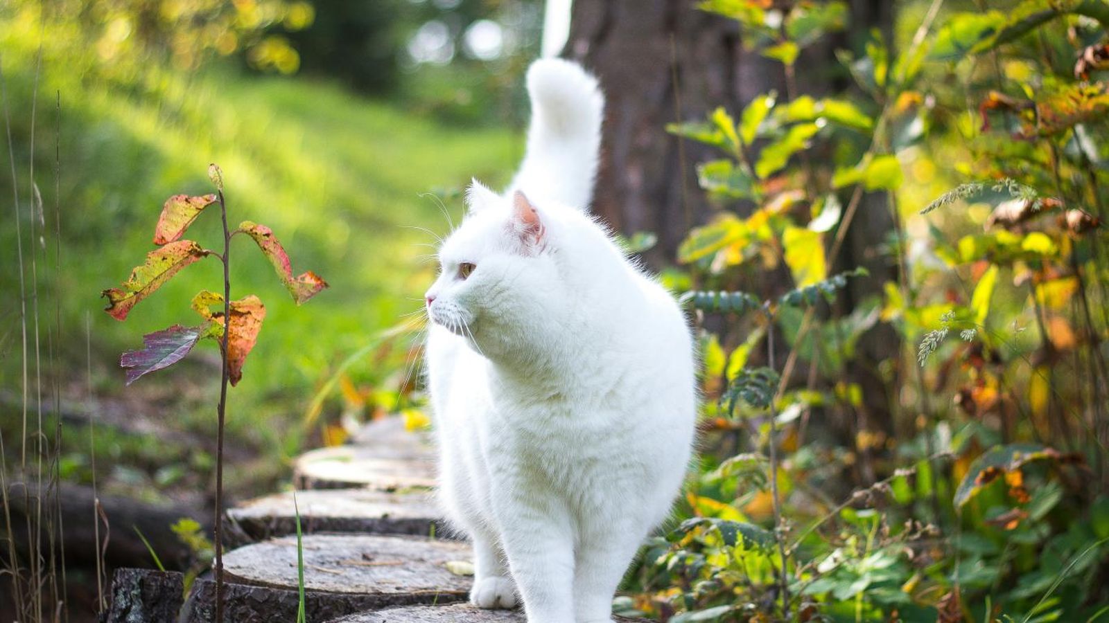 Gato blanco caminando por el jardín. Gato blanco caminando por el jardín.