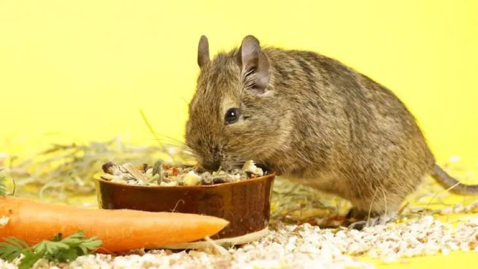degu mascota 4 (1)