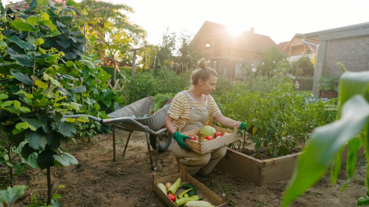 investiga el tiempo y las temperaturas de tu zona