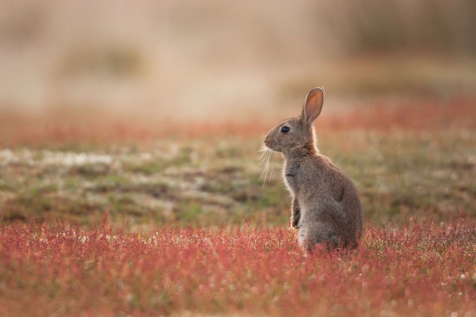animales que dan buena suerte conejo animales que dan buena suerte conejo