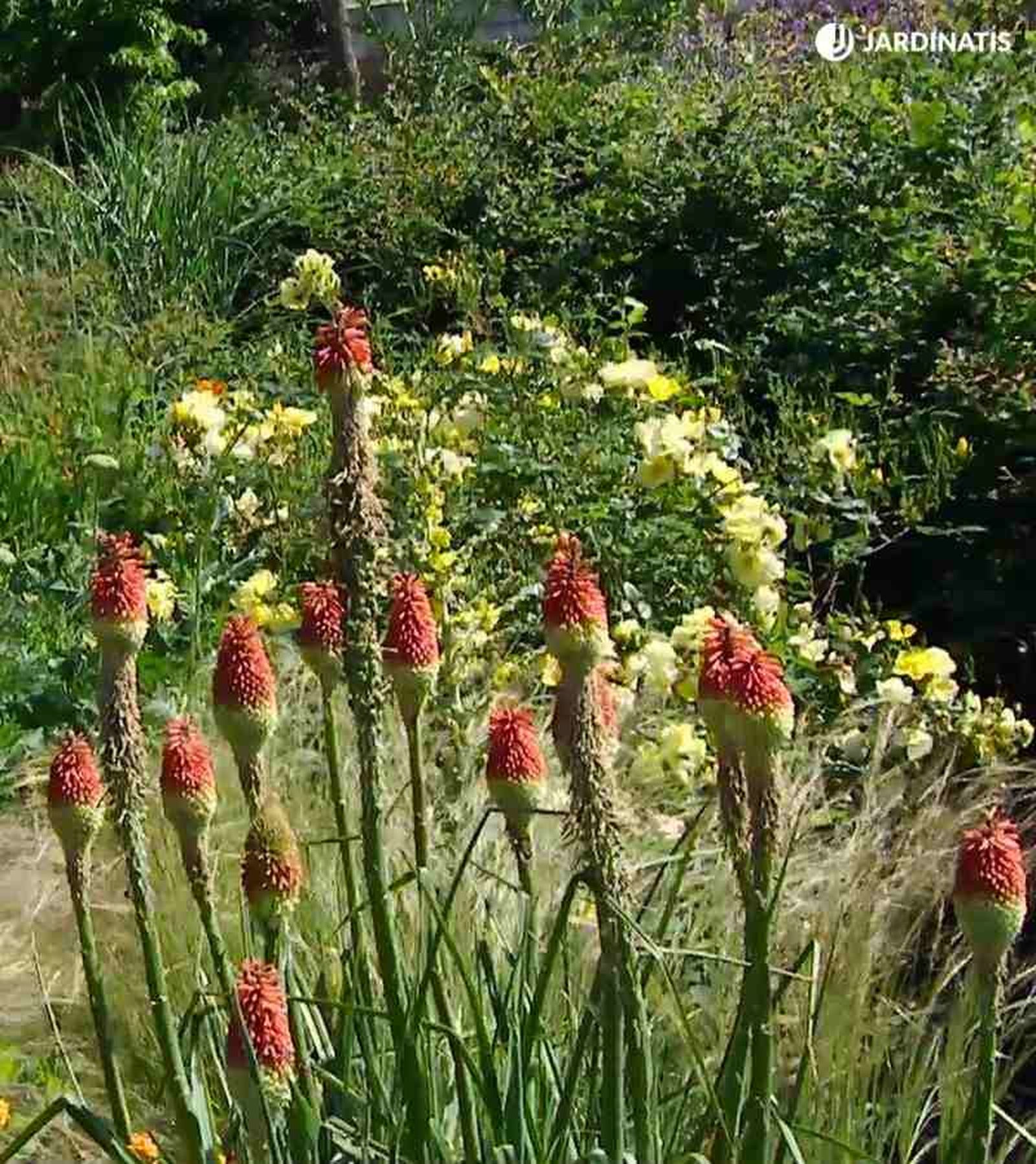 Tritoma o kniphofia en el jardín Tritoma o kniphofia en el jardín