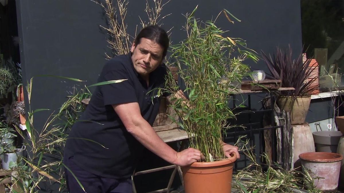 deco 772 jardin floracion bambu