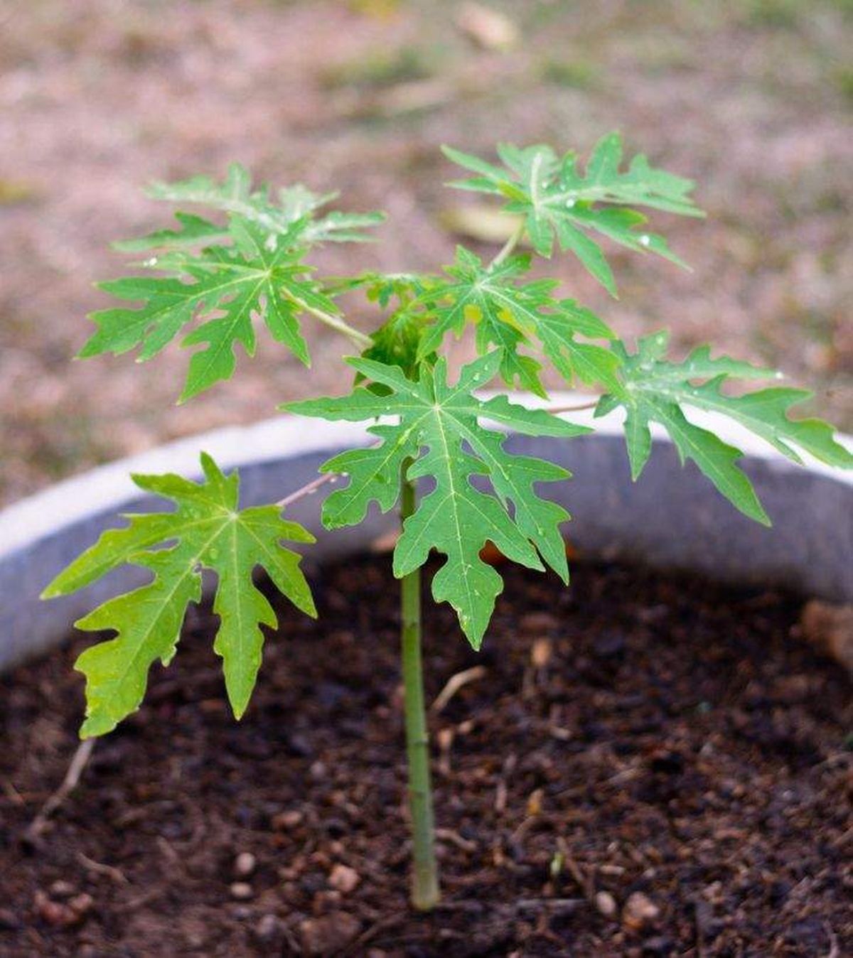 epoca sembrar papaya