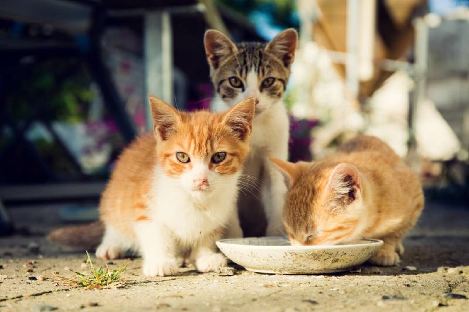 Permitirá mejorar la trazabilidad de los animales y reducir los casos de abandono.