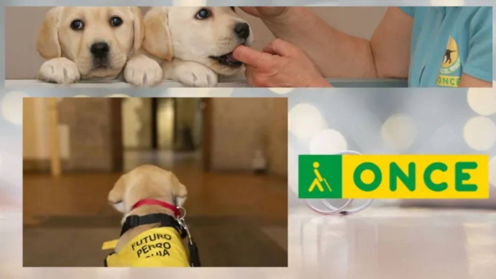 El acceso de los perros guía a restaurantes y cafeterías es un derecho.