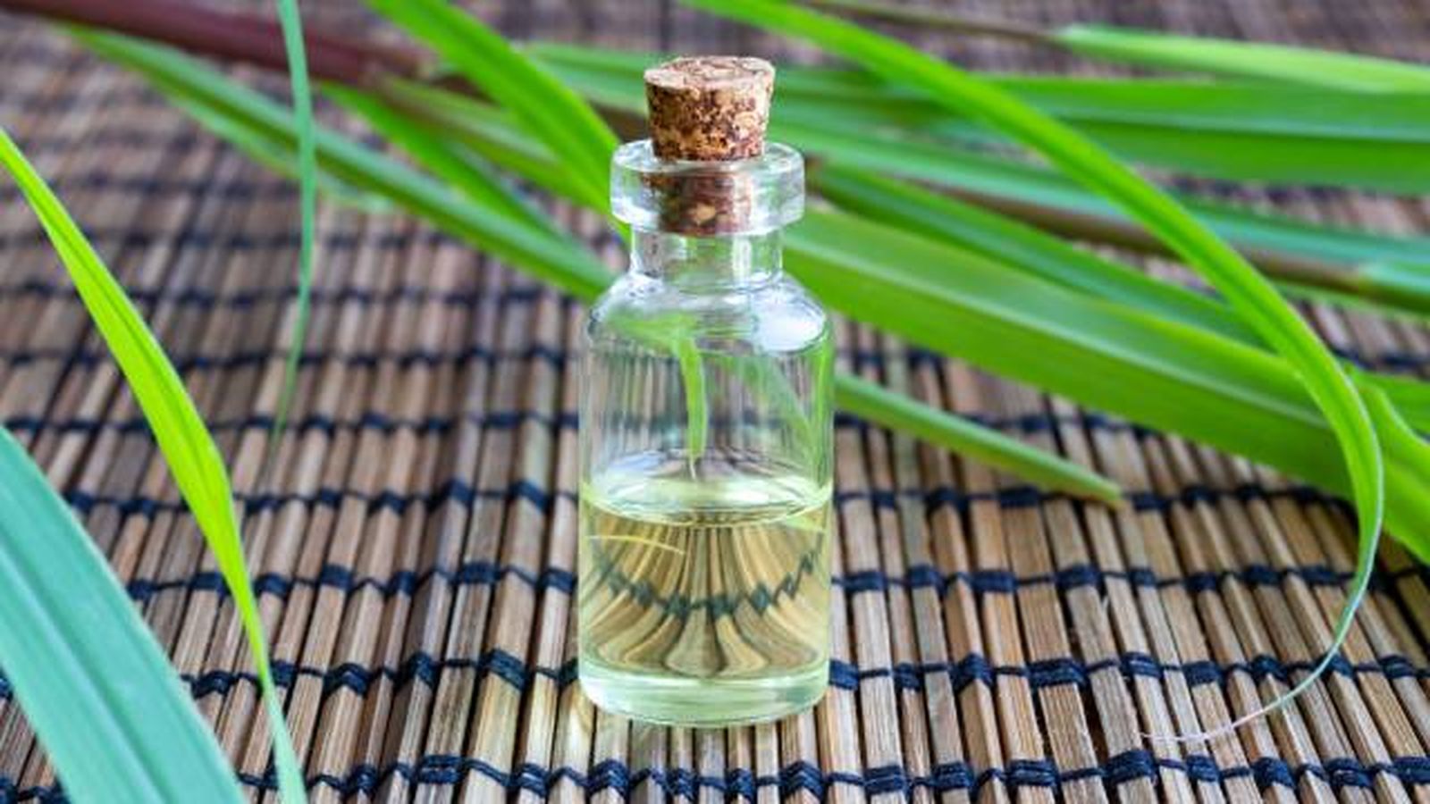 citronela planta medicinale repelente antimosquitos