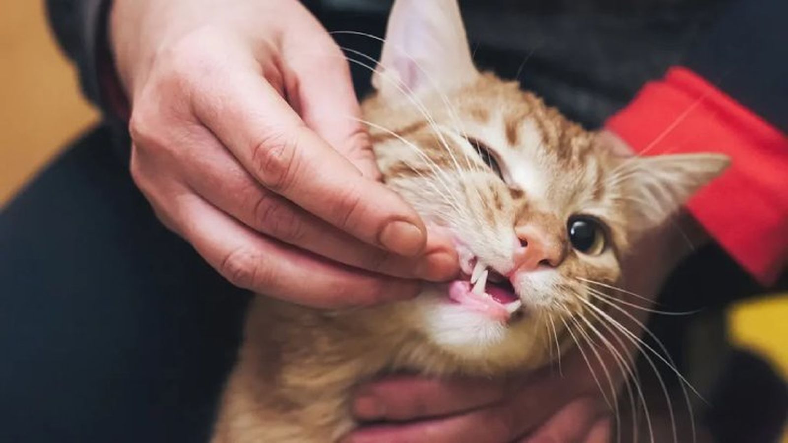 como darle una pastilla a un gato 4 como darle una pastilla a un gato 4
