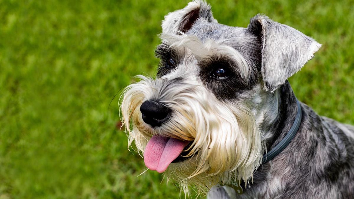 schnauzer enano 1