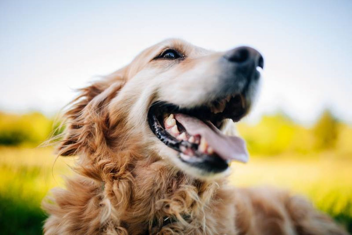 El Golden Retriever es originario del Reino Unido, y más concretamente en las Tierras Altas de Escocia.