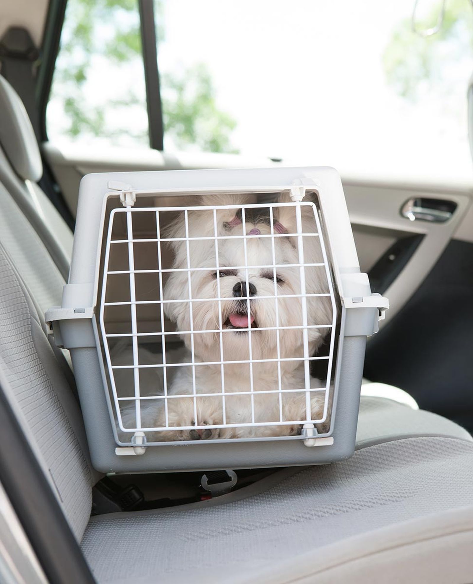 mascotas trasportin viaje coche mascotas trasportin viaje coche