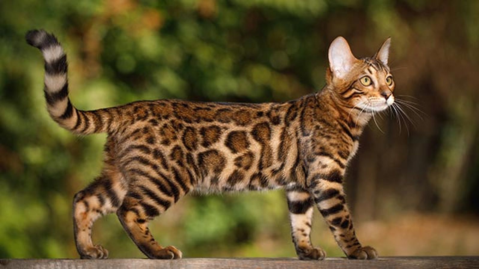 gato bengali bengala 6 gato bengali bengala 6
