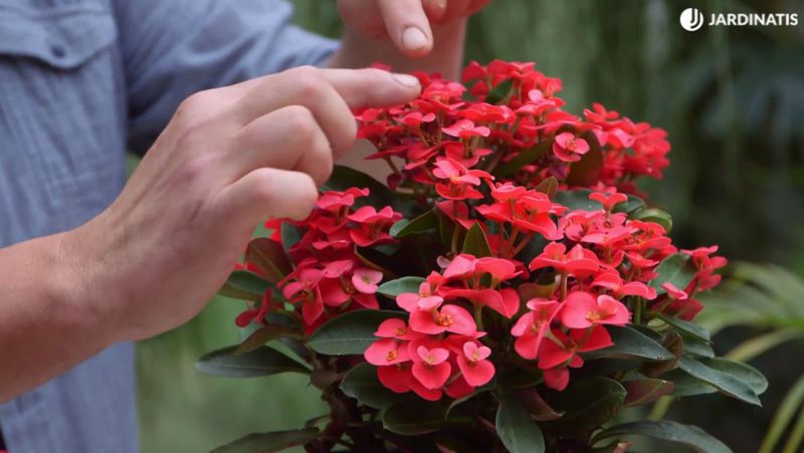 Euphorbia milii Euphorbia milii