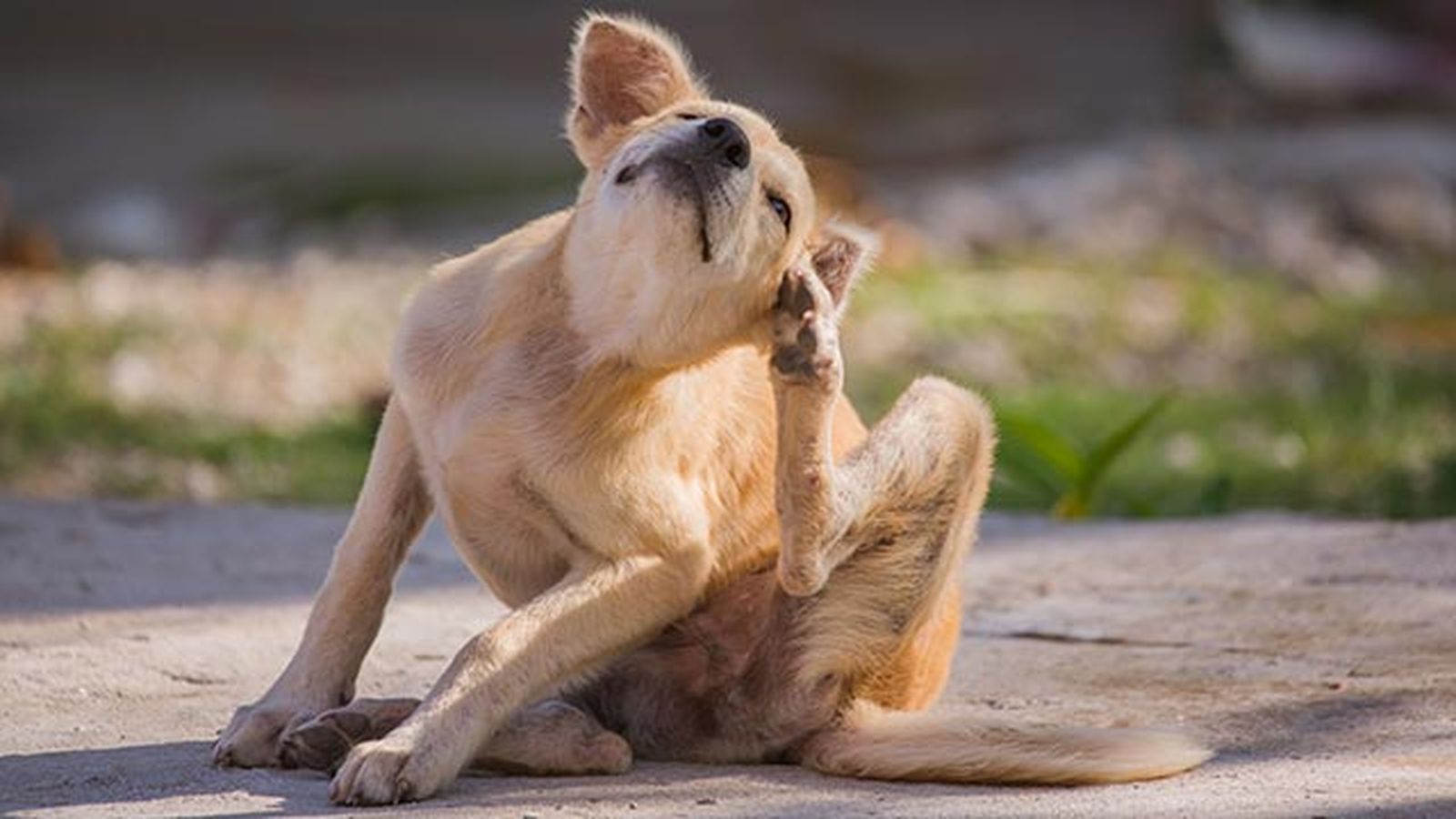 sarna perros cachorro picores sarna perros cachorro picores