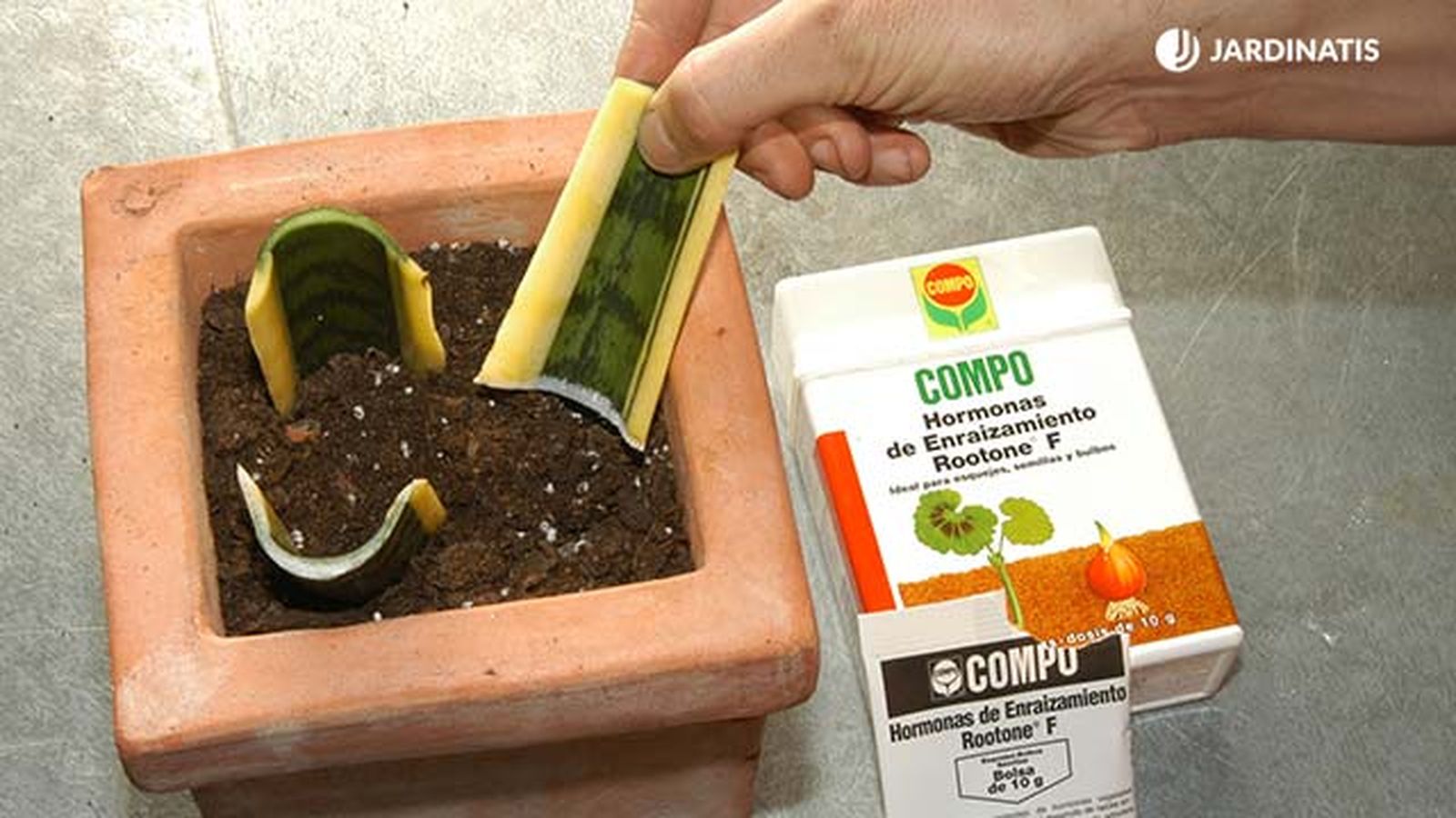 Plantar y reproducir sansevieria o lengua de tigre reproducir Plantar y reproducir sansevieria o lengua de tigre reproducir
