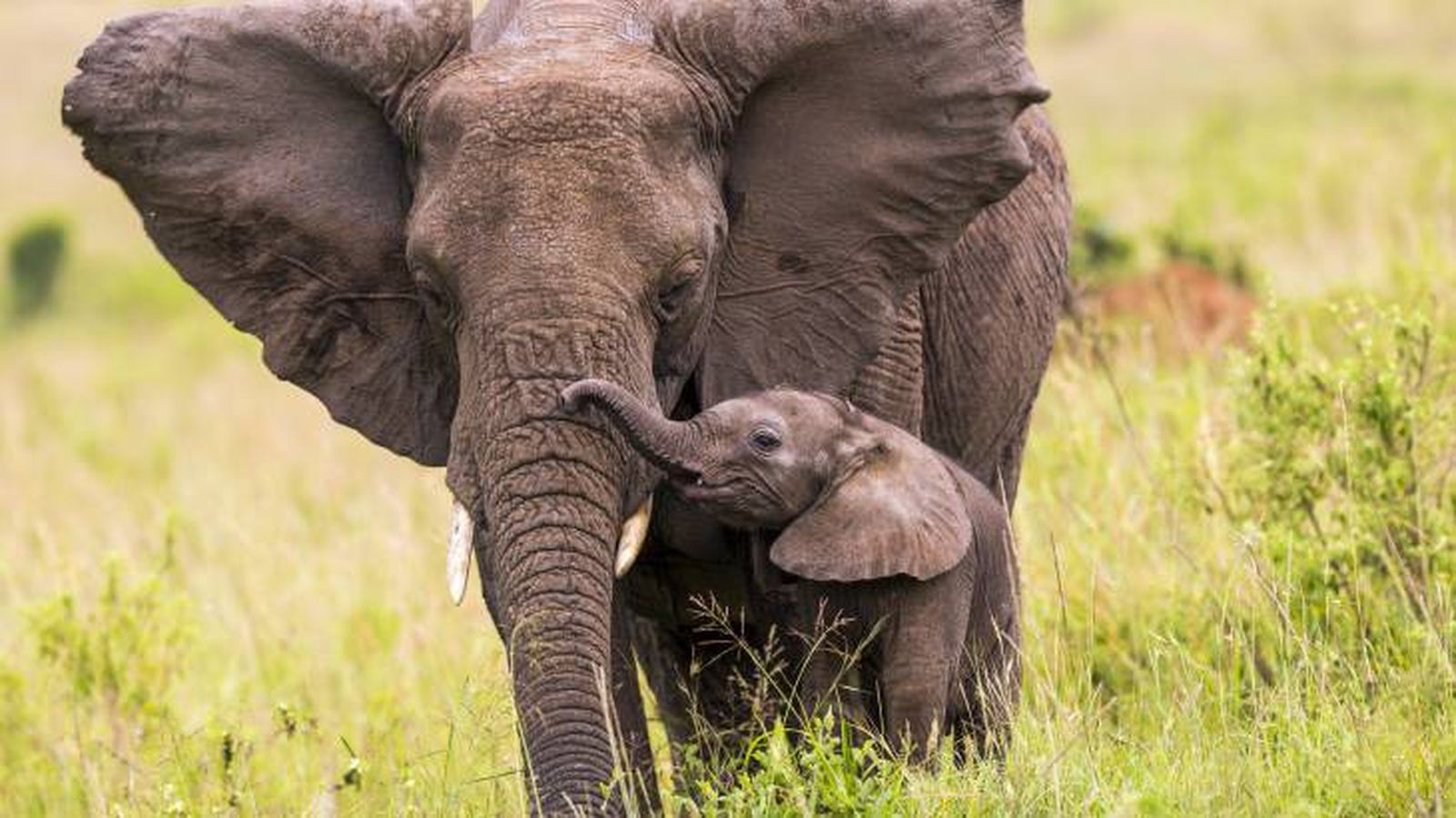 animal inteligente elefante animal inteligente elefante