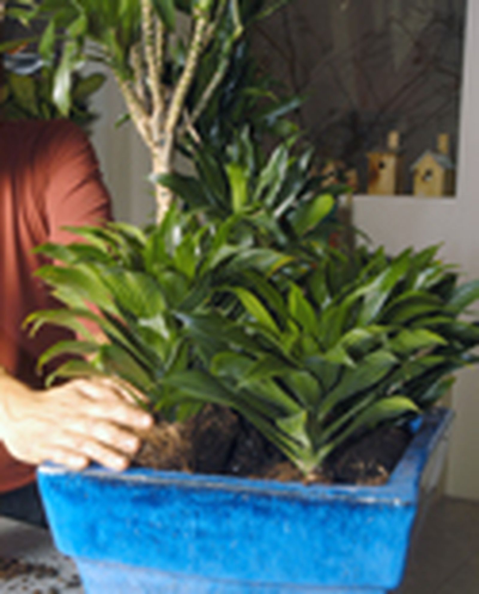64204 dracena p05 64204 dracena p05