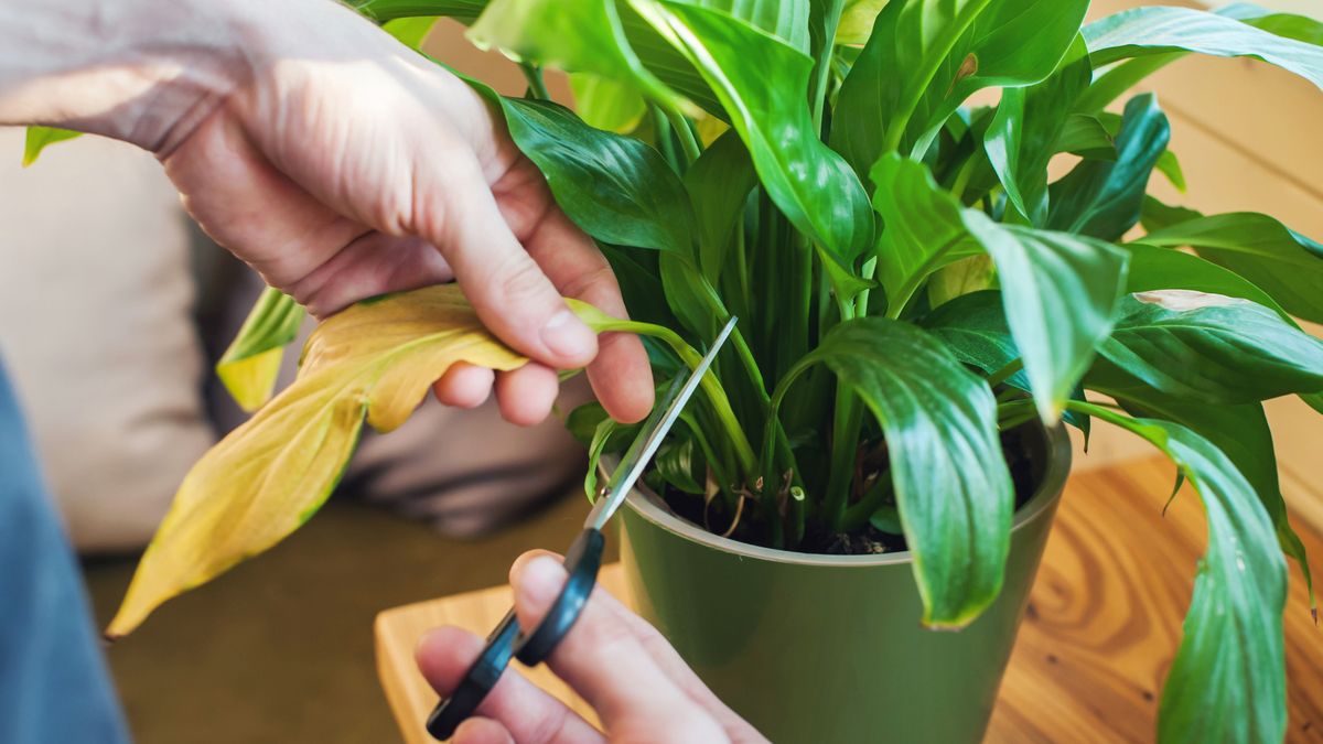 Mantén las plantas en su mejor estado para que destaquen