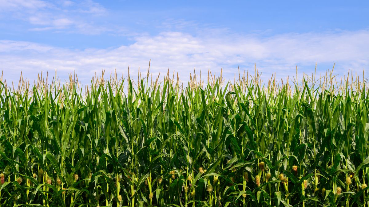 El maíz necesita mucho sol y agua para desarrollarse