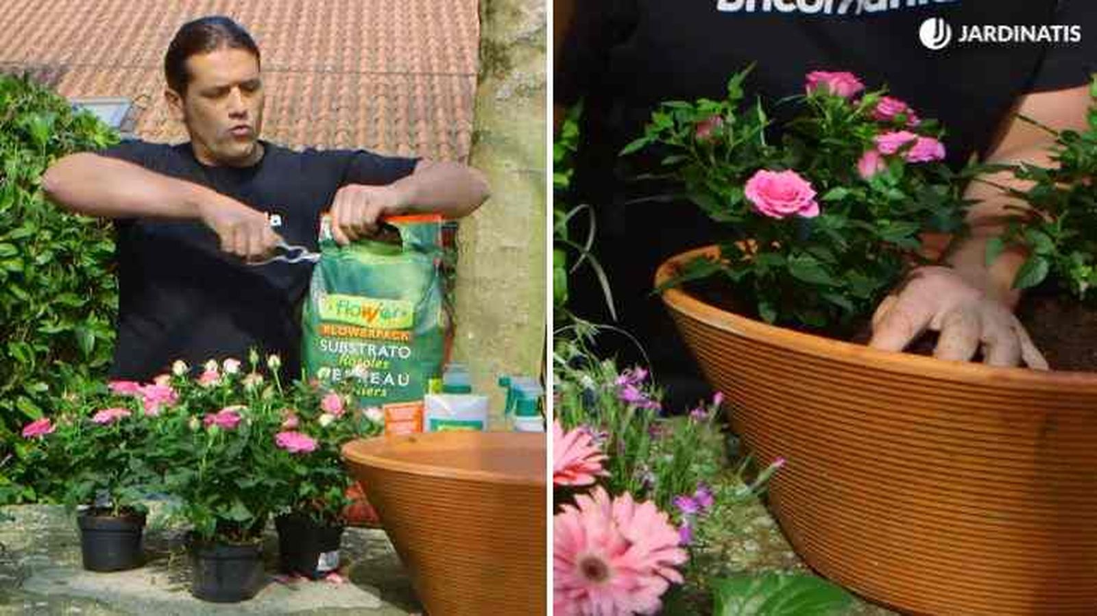 plantacion rosales mini en maceta brico 908