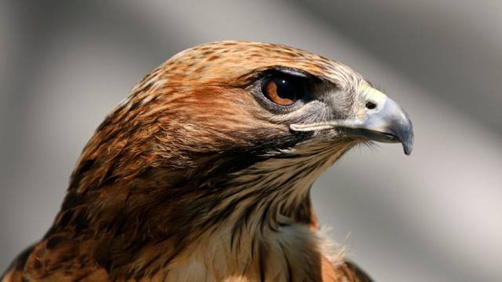 halcon halcon