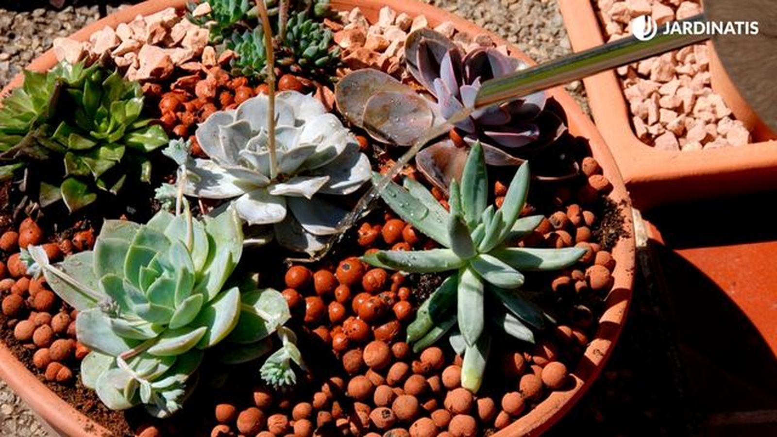 Composición de echeverias y plantas crasas en exterior Composición de echeverias y plantas crasas en exterior