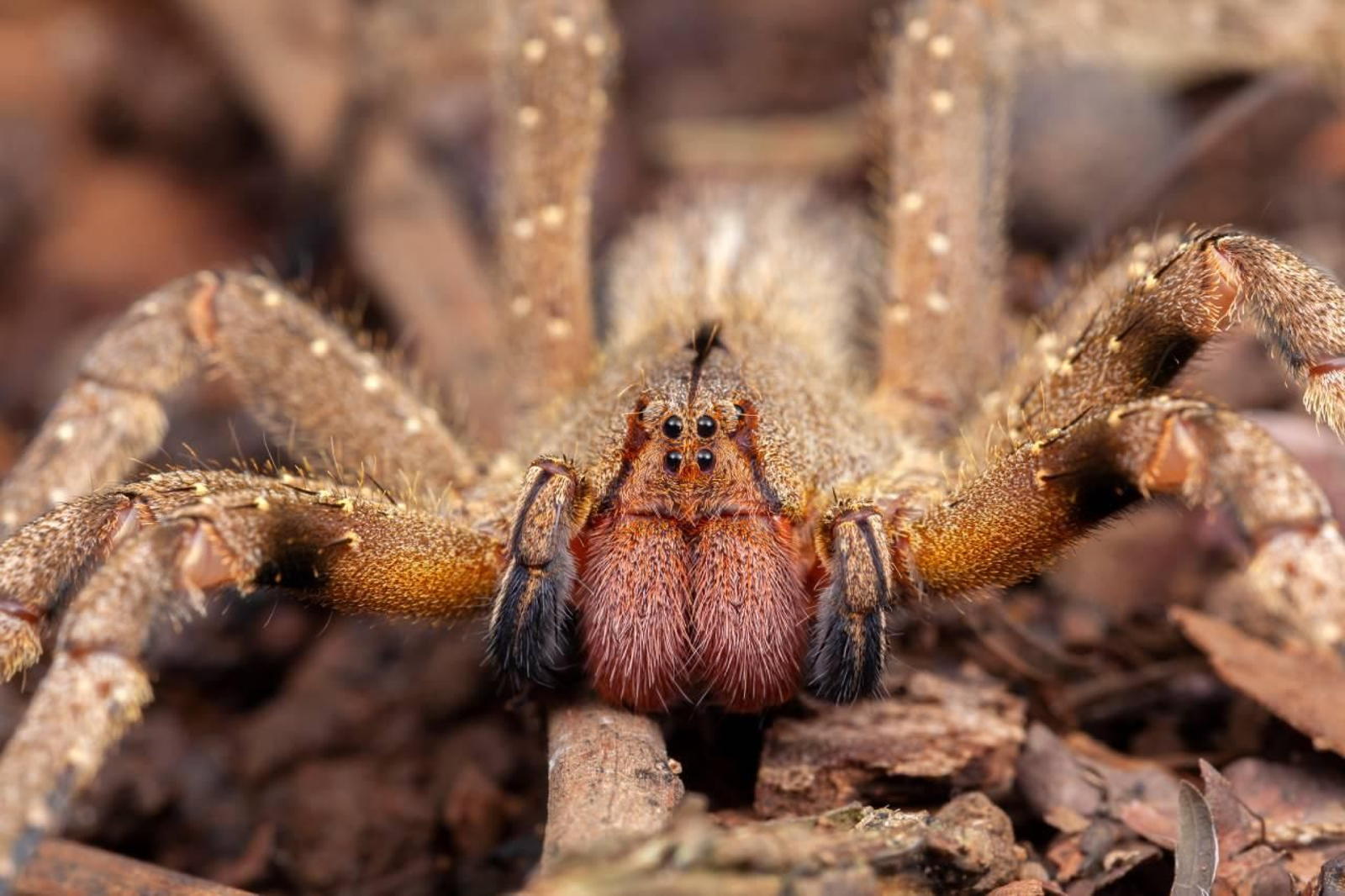 Es también conocida con el nombre de araña errante brasileña.