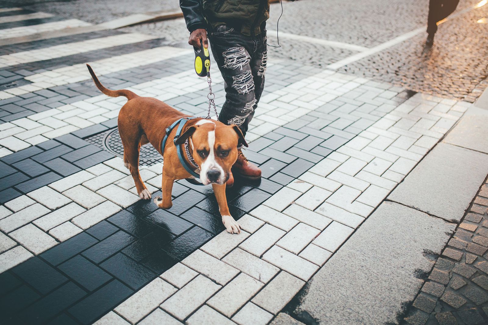 perros potencialmente peligrosos licencia perros potencialmente peligrosos licencia
