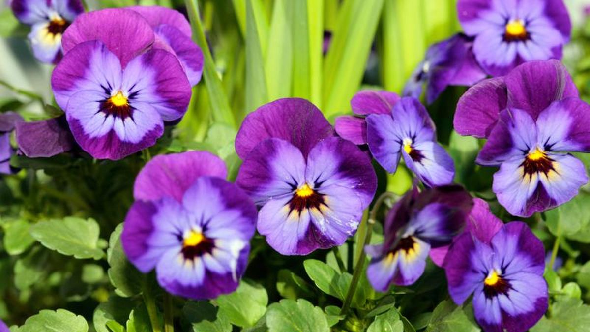 Viola × wittrockiana.